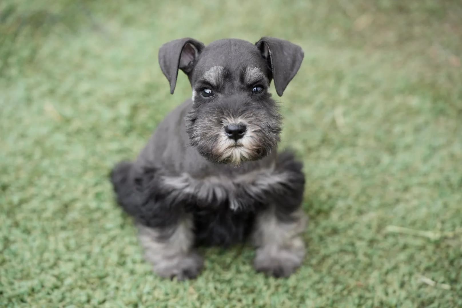 Snowflake Schnauzers miniature schnauzer