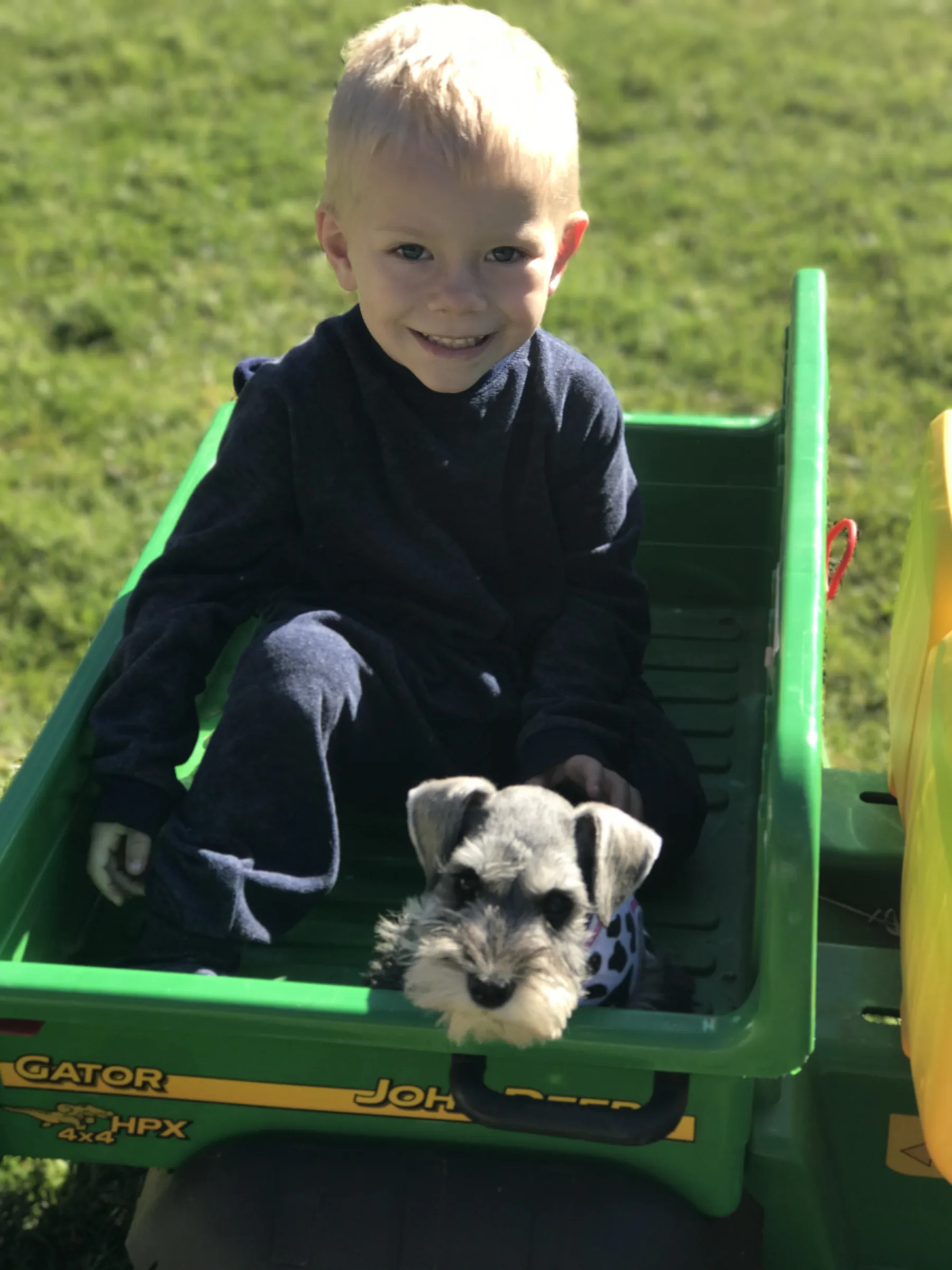 Snowflake Schnauzers miniature schnauzer