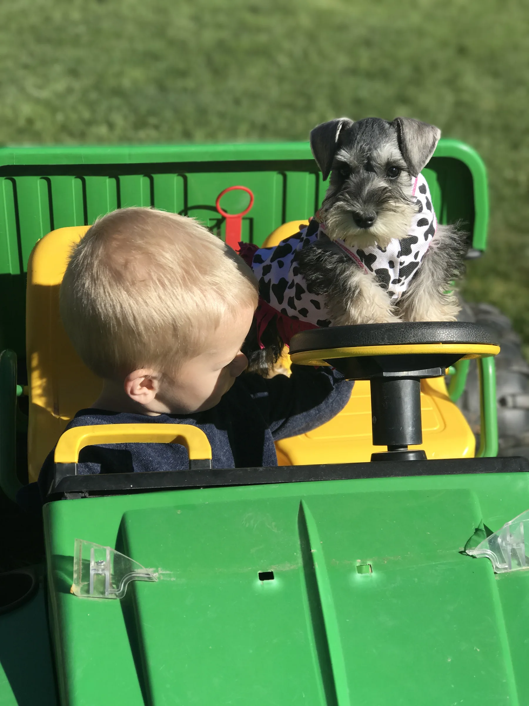 A toddler in a toy tractor with a miniature schnauzer puppy riding along