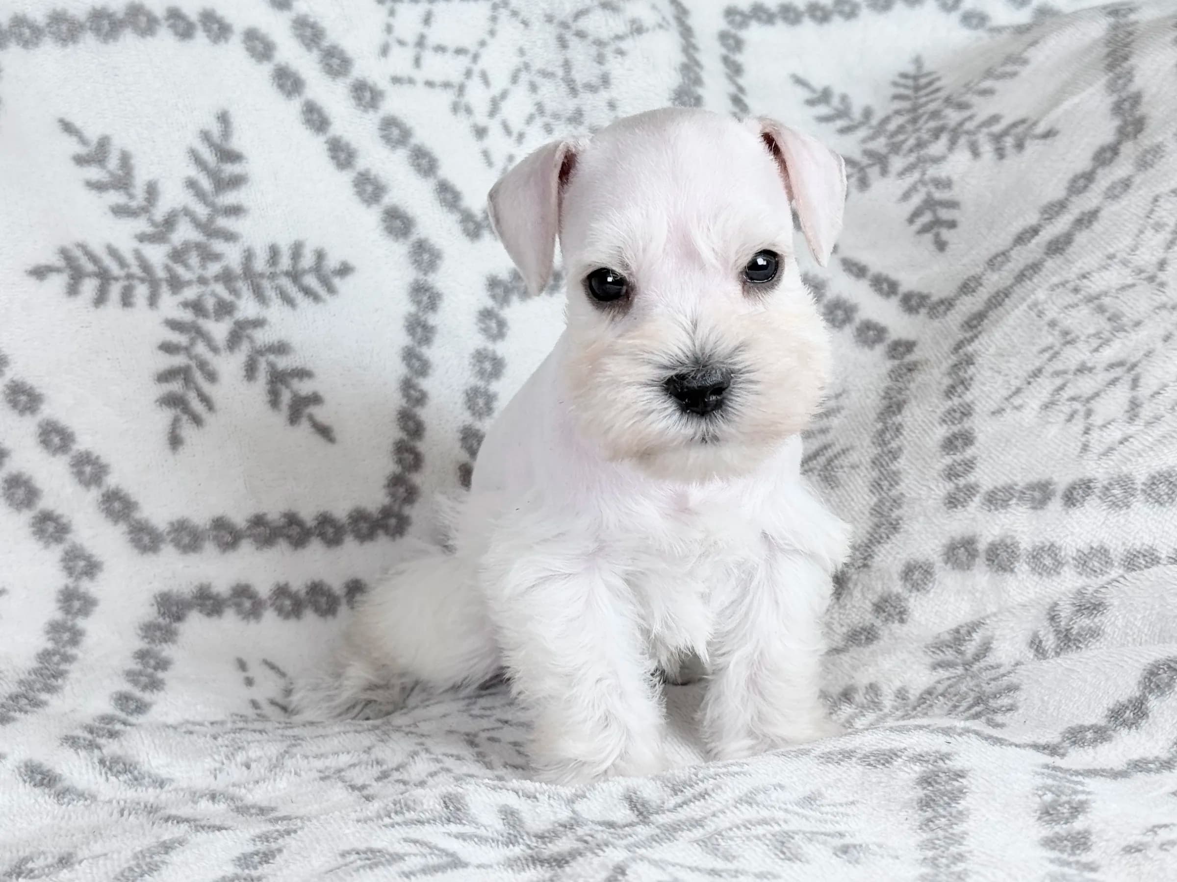 Snowflake Schnauzers miniature schnauzer