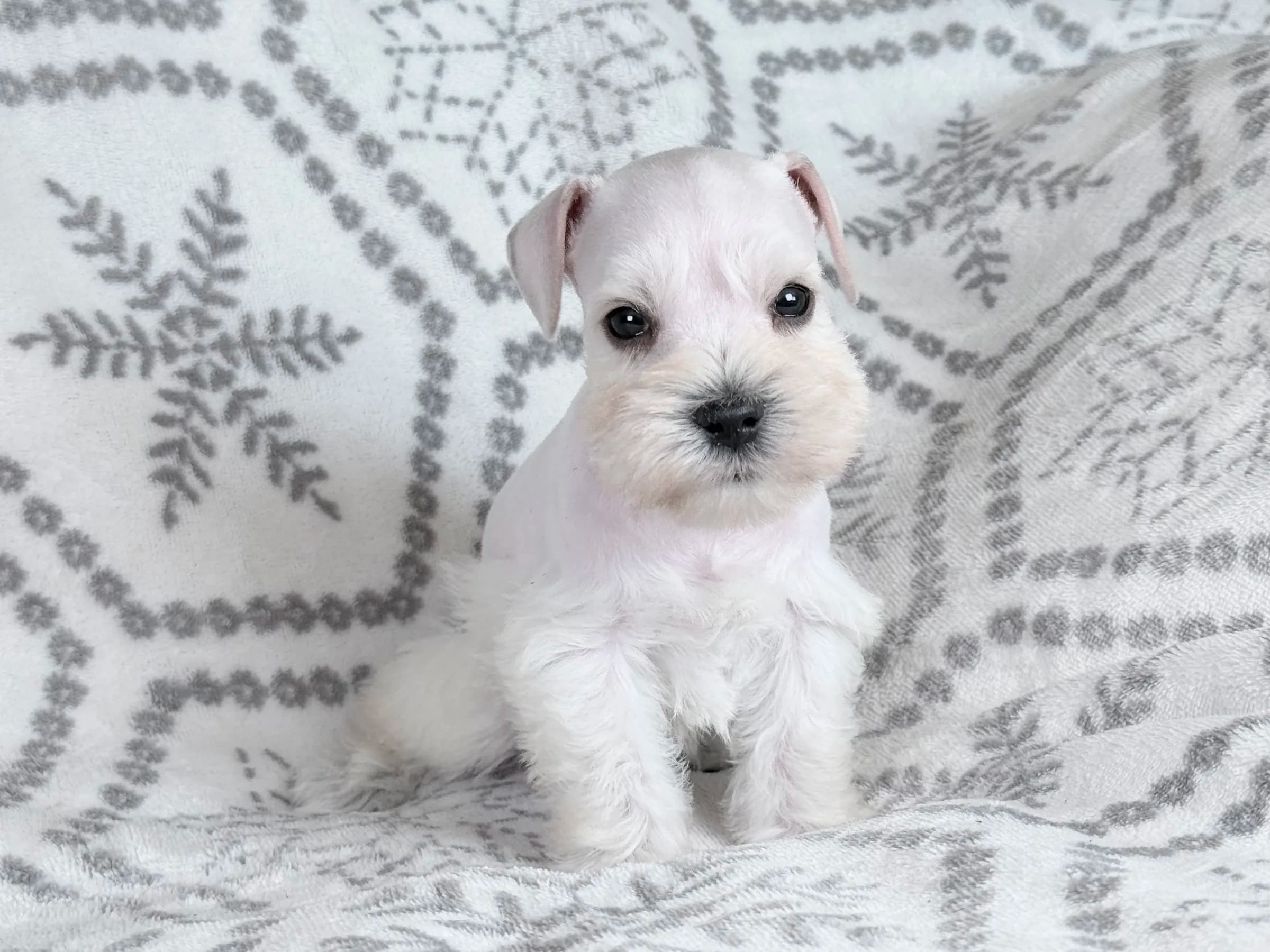 Snowflake Schnauzers miniature schnauzer