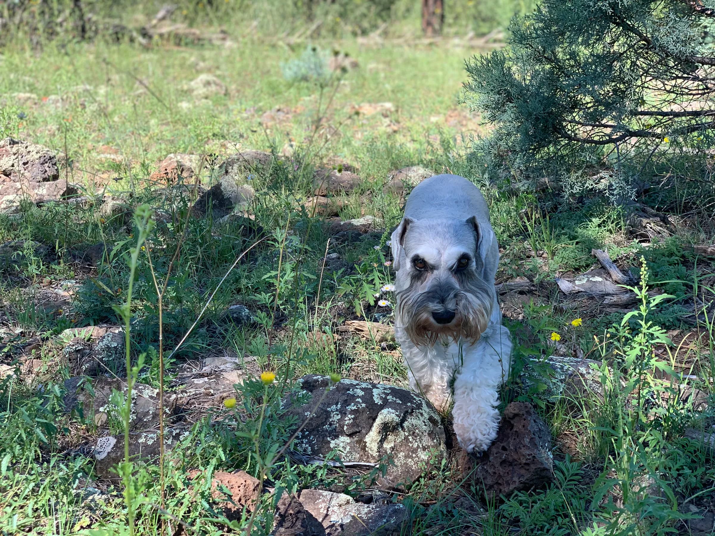 Snowflake Schnauzers miniature schnauzer