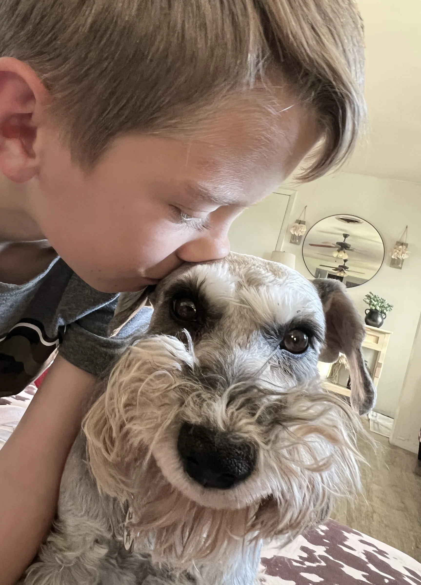 A boy with his face buried in his miniature schnauzer