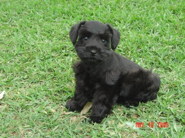 Silver And Coco S Pups 5 25 05