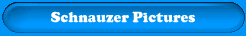 Cute Miniature Schnauzer Puppy Pictures