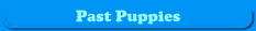 Past Puppies